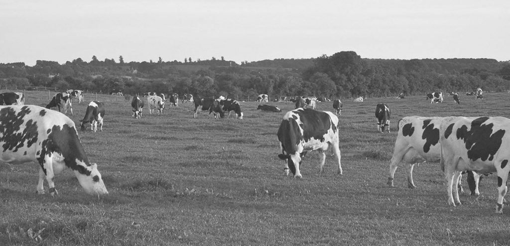 dairy-cows-in-field - Walpole Creamery